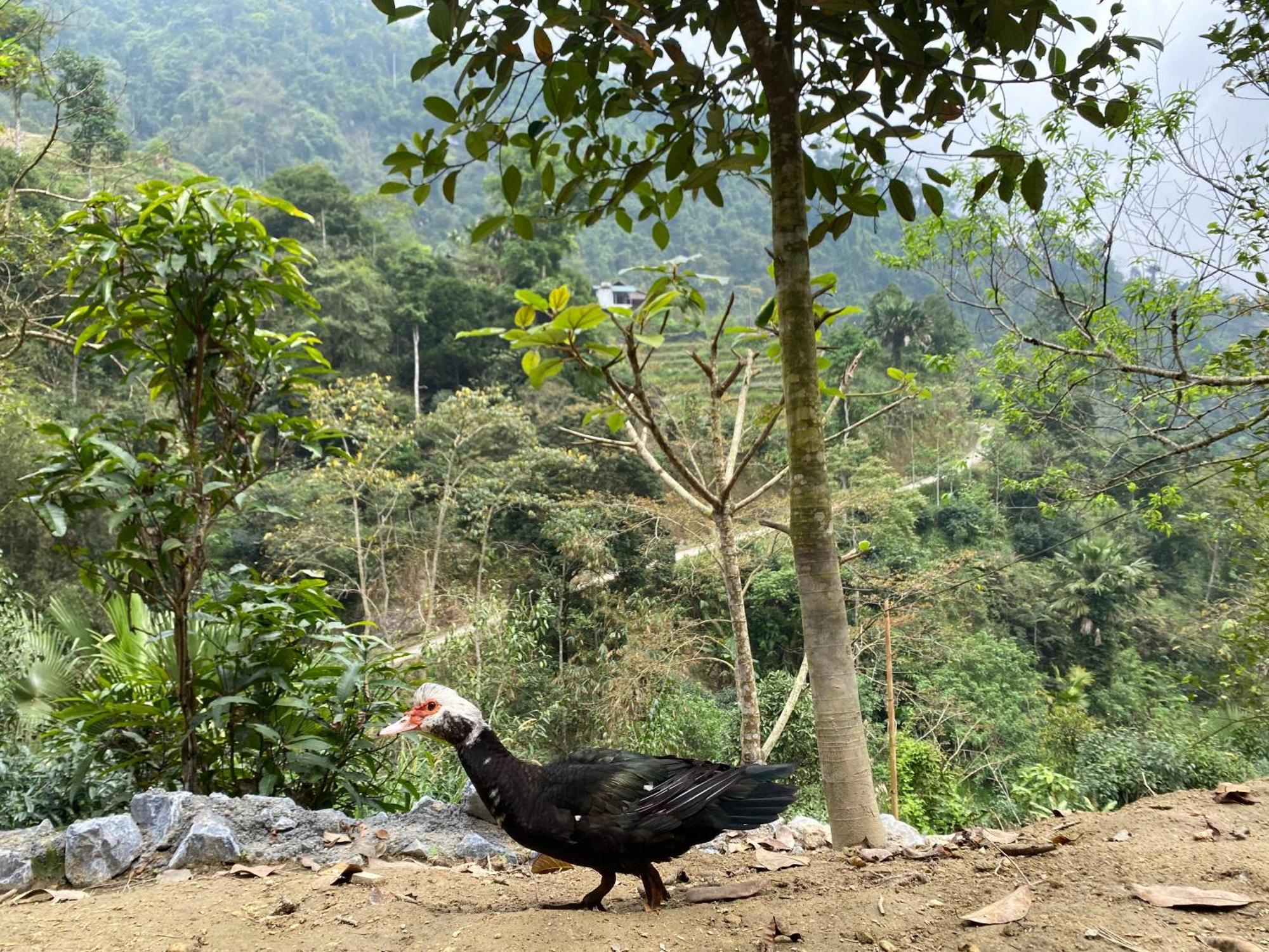 Bikki'S Jungle Homestay ハザン エクステリア 写真