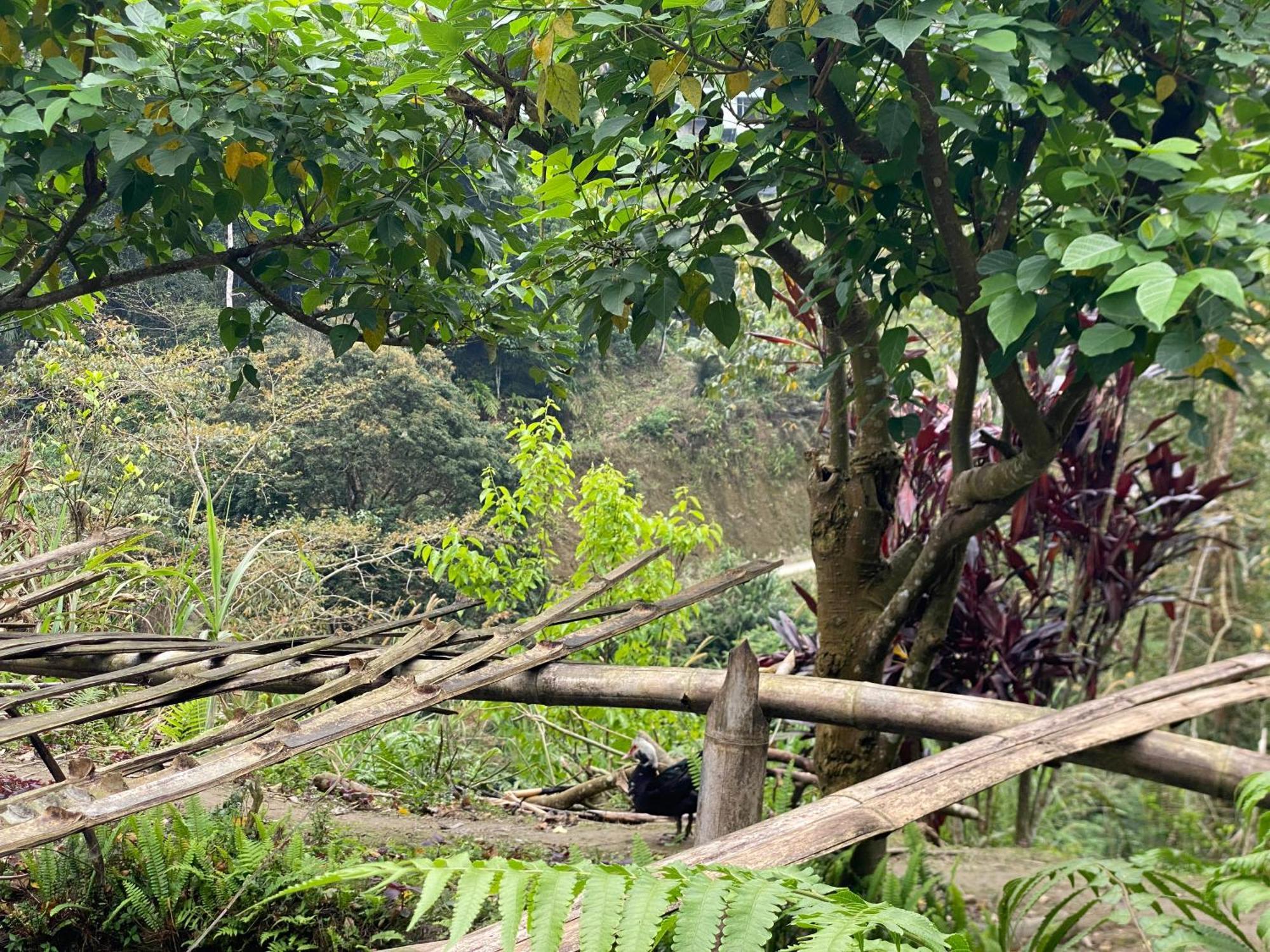 Bikki'S Jungle Homestay ハザン エクステリア 写真